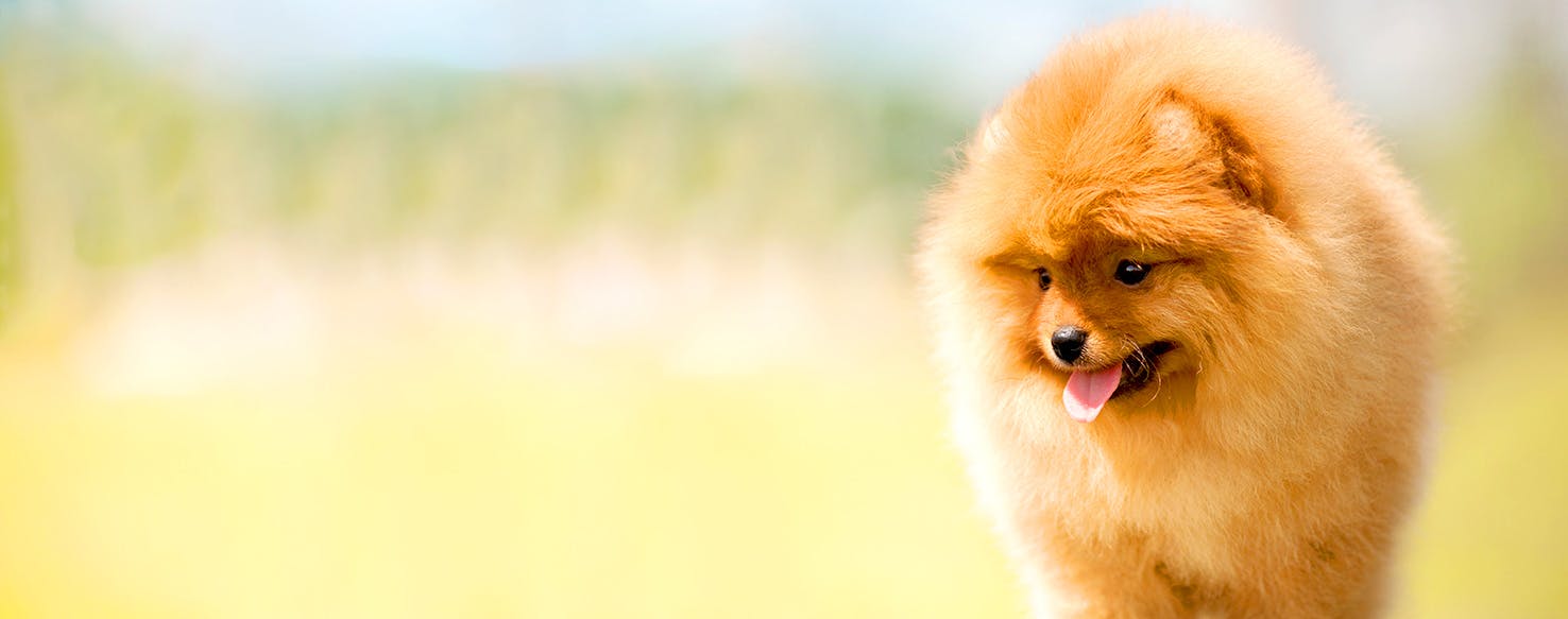 Dog Names That Start With Un Popular Male And Female Names Wag 